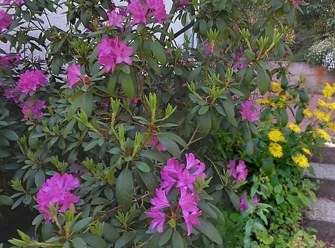 Rodder Maar 아파트 *